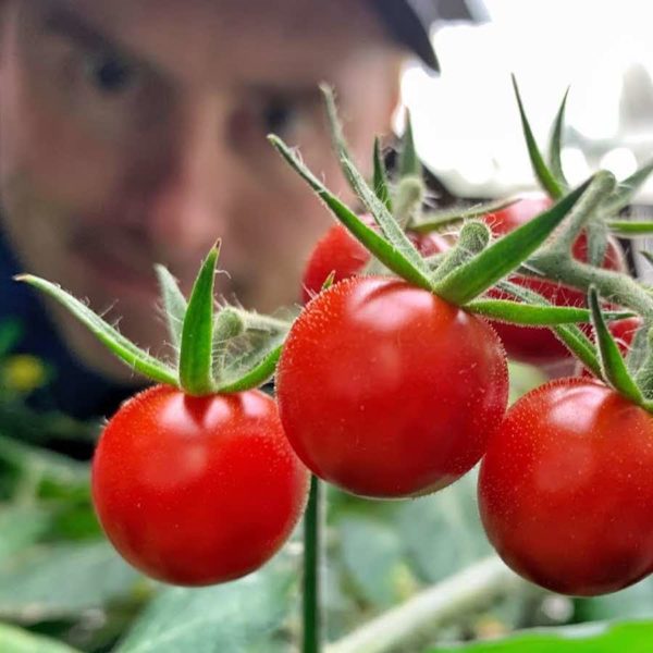 where to buy hydroponic tomato kit